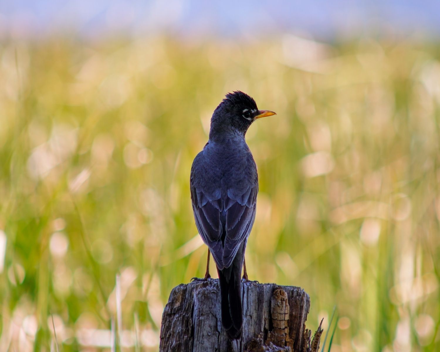 An blurry image of long grass with a bird perched on wood in focus