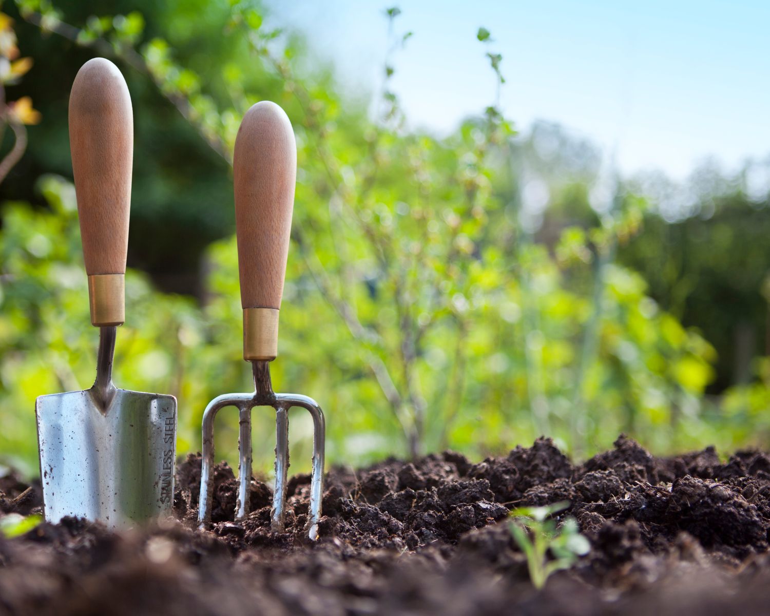 A picture taken in a garden showing the soil, trees and bushes in the background. In the foreground are 2 gardening tools. 
